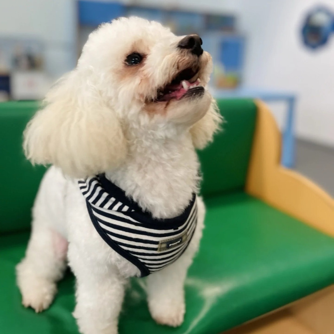 Um Dia Especial no Colégio Oriente com o Beni, o Cachorrinho!