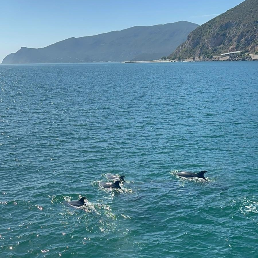 🐬🧗Atividade motivacional do 8.º ano: golfinhos e aventura 🐬🧗